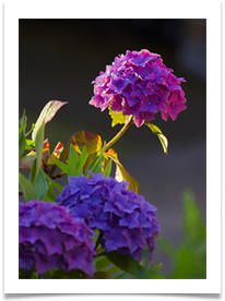 01_Churchyard Hydrangea print - Helen Kulczycki